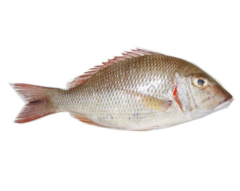 SHERI LOCAL BIG 1.5 KG SIZE FISH