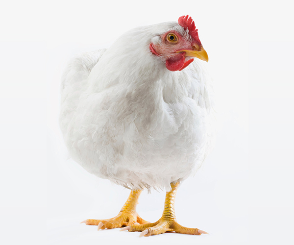LIVE BROILER CHICKEN