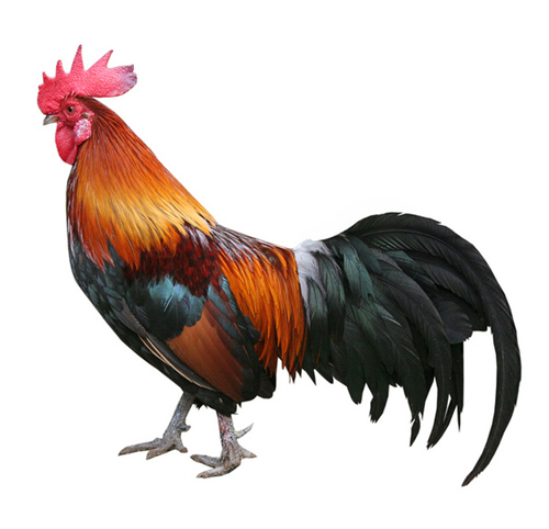 NATURALLY REARED ROOSTER or COUNTRY CHICKEN ROOSTER or NATTU KOZHI or FREE RANGE CHICKEN  ROOSTER BIG