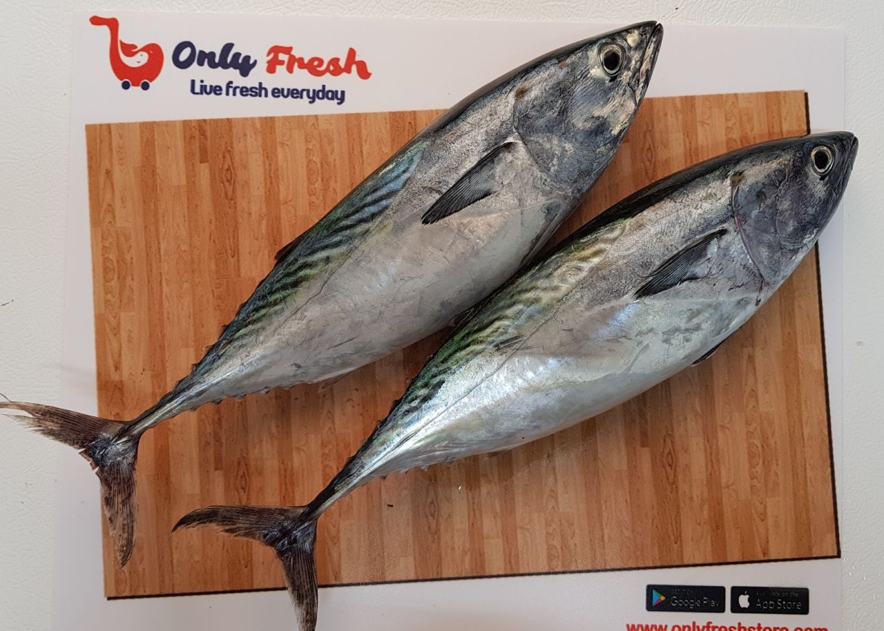 WHITE TUNA STEAK/CUBES