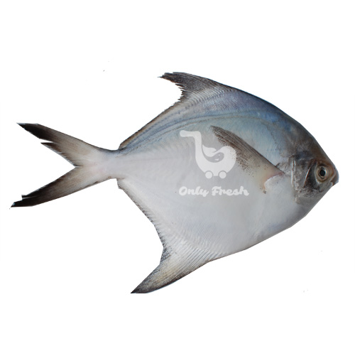 WHITE POMFRET SMALL