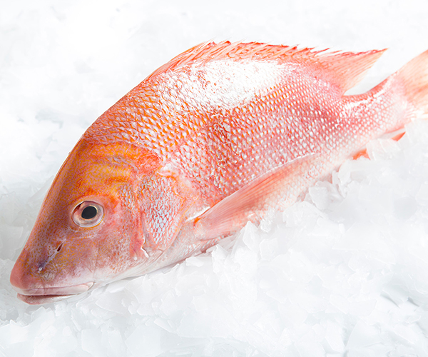 RED SNAPPER or REDSNAPPER or CHEMBELLI SMALL