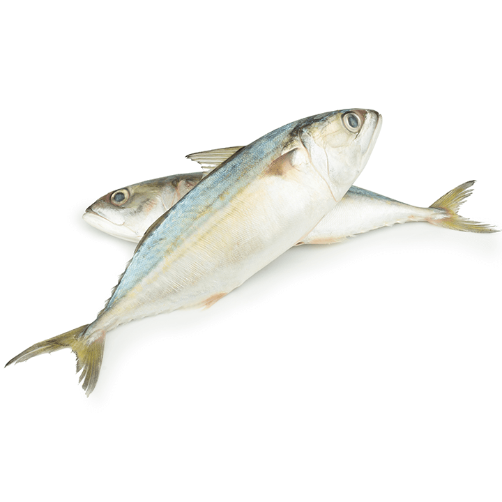 MACKEREL BIG/AYALA BIG