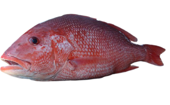RED SNAPPER/REDSNAPPER/ FISH SMALL