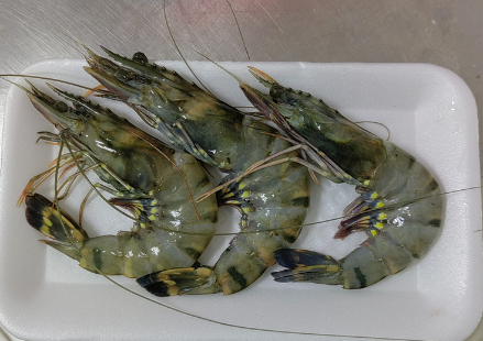 TIGER PRAWNS