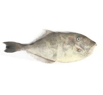 LEATHER JACKET  FISH/CHAPPAL FISH/UDUPOORI FISH 1.8 KG SIZE FISH