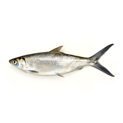 MILK FISH/BANGUS/POOMEEN (WHOLE FISH SALE - 2 TO 3 FISHES IN 1 KG )