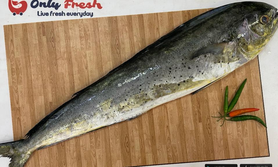 AMBALLOSE/MAHI MAHI 1.6 TO 2.6KG SIZE FISH