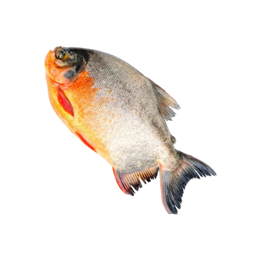 NUTTER / RED POMFRET 800-1.500KG FISH SIZE