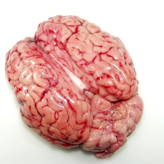FRESH MUTTON BRAIN